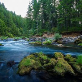 Река в лесу (38 фото)