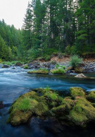Река в лесу (38 фото)