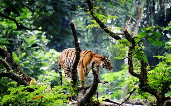 Животные тропического леса (14 фото)
