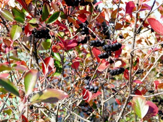 Черноплодная рябина дерево (82 фото)