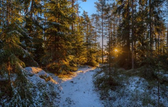Сосновый лес зимой (75 фото)