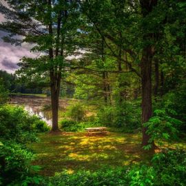 Природа лето лес (78 фото)