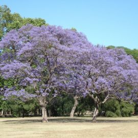 Гваяковое дерево (92 фото)