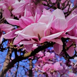 Магнолия цветок дерево (84 фото)