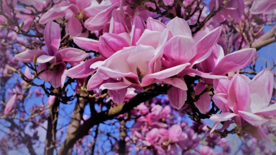 Магнолия цветок дерево (84 фото)