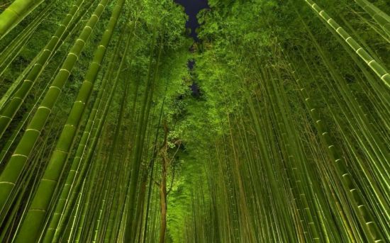 Бамбуковый лес (90 фото)