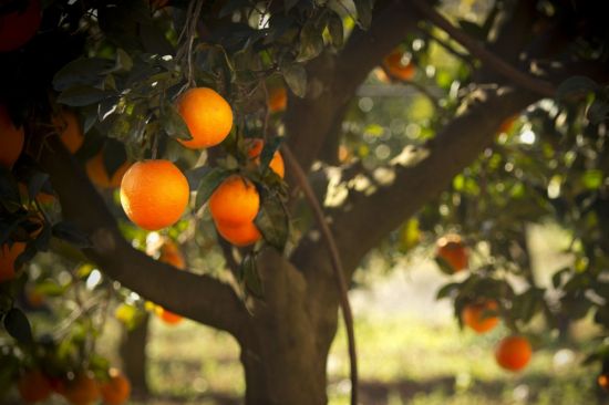 Апельсин дерево (92 фото)