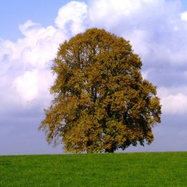 Караич дерево (72 фото)
