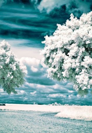 Цвет белое дерево (81 фото)
