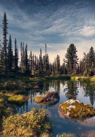 Сибирский лес (78 фото)