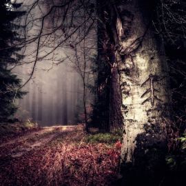 Жуткий лес (57 фото)
