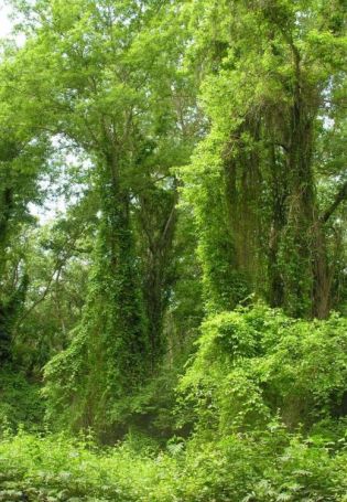 Лиановый лес в Дагестане (62 фото)