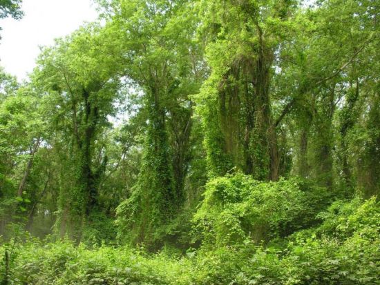 Лиановый лес в Дагестане (62 фото)