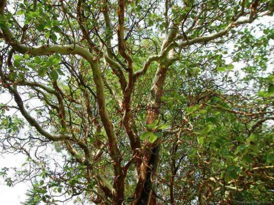 Бесстыдница дерево (29 фото)