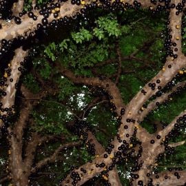 Джаботикаба бразильское виноградное дерево (86 фото)