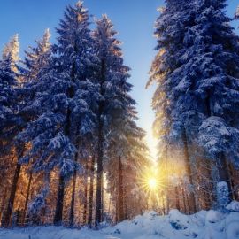Хвойный лес зимой (65 фото)