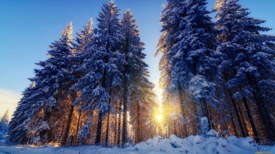Хвойный лес зимой (65 фото)