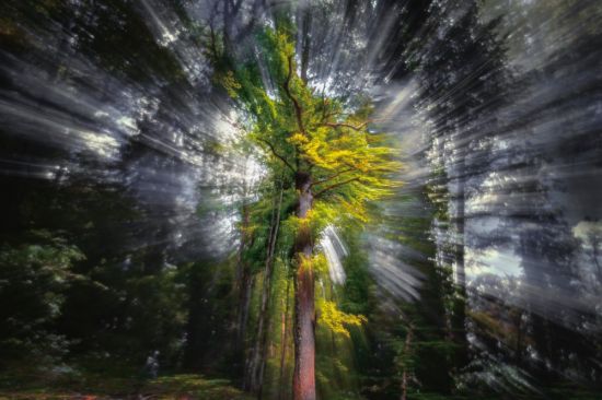 Божественное дерево (14 фото)