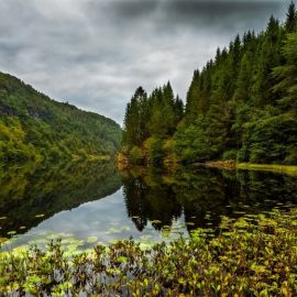 Норвежский лес (85 фото)