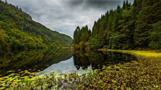 Норвежский лес (85 фото)
