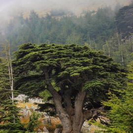 Кедр ливанский дерево (80 фото)
