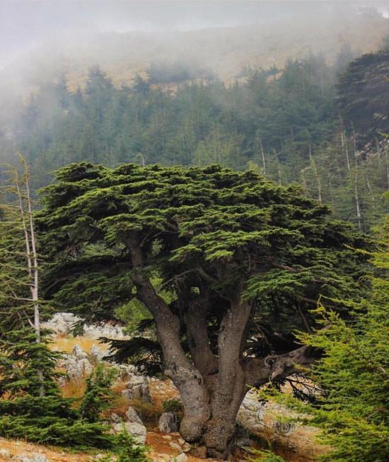 Кедр ливанский дерево (80 фото)