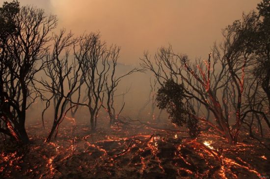 Лес после пожара (80 фото)