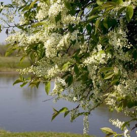 Цветение черемухи дерево (93 фото)