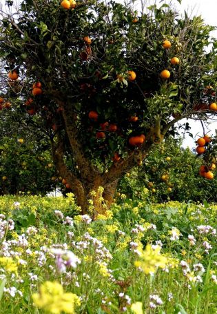 Цветы апельсинового дерева (67 фото)