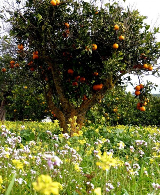 Цветы апельсинового дерева (67 фото)
