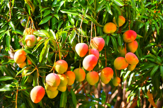Манго фрукт дерево (80 фото)