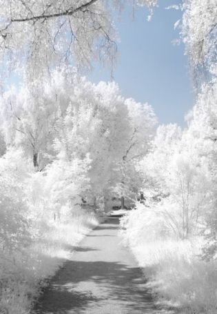 Белое дерево (91 фото)