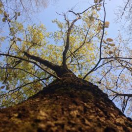 Берест дерево (88 фото)