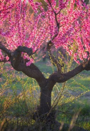 Персиковое дерево в цвету (91 фото)