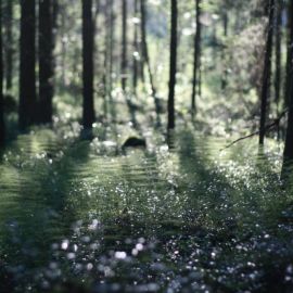 Лес под дождем (95 фото)