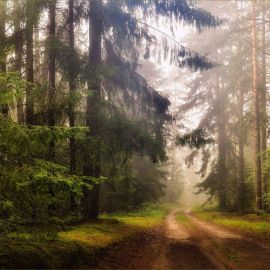 Белорусский лес (94 фото)