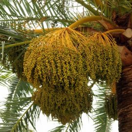 Плоды финиковой пальмы (90 фото)