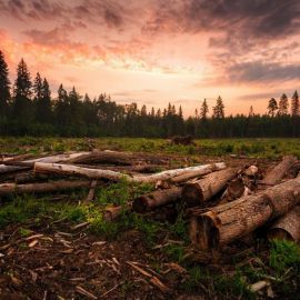 Вырубка лесов в Сибири (60 фото)