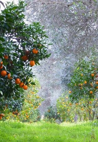 Мандариновые деревья в Абхазии (34 фото)