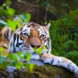 Тигр в лесу (21 фото)