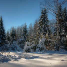Опушка леса зимой (36 фото)