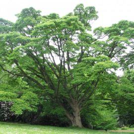 Бархатное дерево (27 фото)