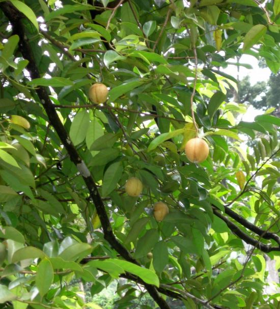 Мускатный орех дерево (59 фото)