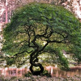 Алойное дерево (67 фото)
