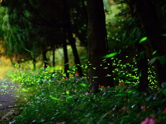 Светлячки в лесу (65 фото)