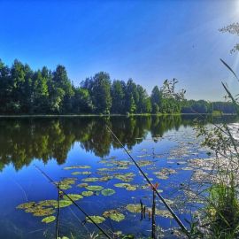 Леса Костромской области (75 фото)