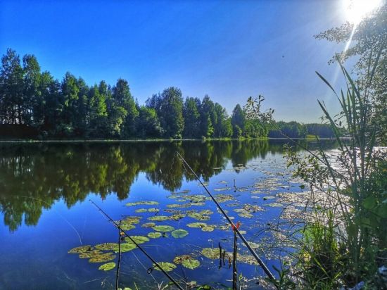 Леса Костромской области (75 фото)