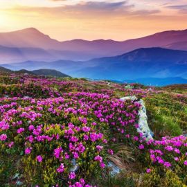 Цветы на фоне гор (47 фото)