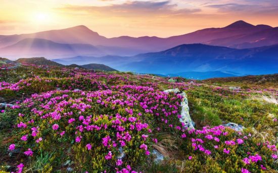 Цветы на фоне гор (47 фото)