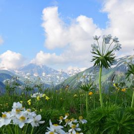 Эдельвейс в горах (61 фото)
